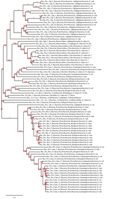 Phylogenie - TARA7S_3634040