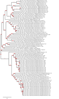 Phylogenie - TARA7S_3634040 Phylogenie - TARA7S_3634040