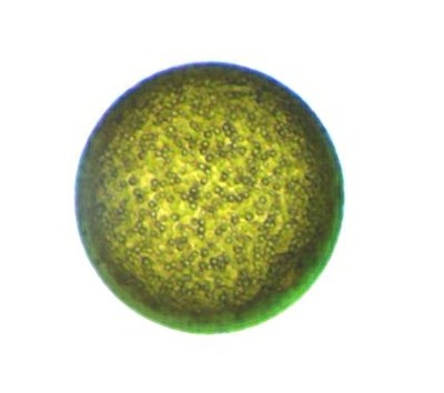 Halosphaera sp. (Phytoplancton)