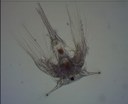 Larve de balane (Zooplancton temporaire, Crustacé)