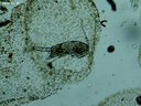 Copépode adulte (zooplancton permanent, crustacé)