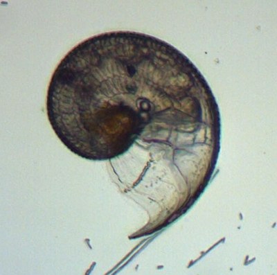 Gastéropode (zooplancton, mollusque) Gastéropode (zooplancton, mollusque)
