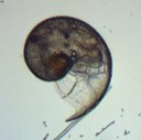 Gastéropode (zooplancton, mollusque)