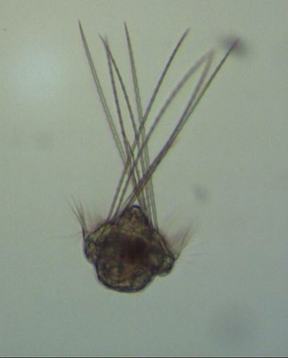 larve de ver polychète (zooplancton temporaire) larve de ver polychète (zooplancton temporaire)