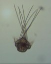larve de ver polychète (zooplancton temporaire)