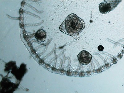 Microméduse Obelia sp. (zooplancton permanent)
