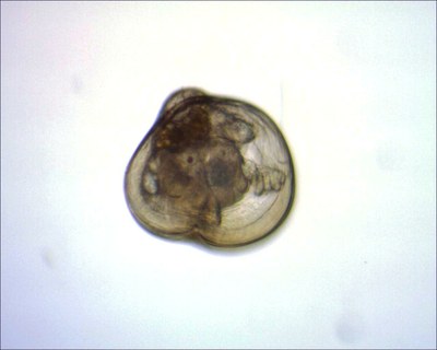 mollusque bivalve (zooplancton temporaire)