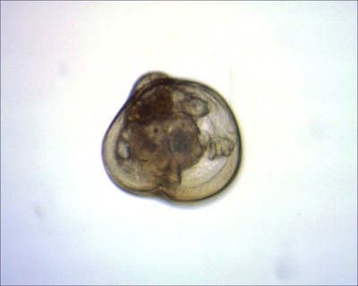 mollusque bivalve (zooplancton temporaire) mollusque bivalve (zooplancton temporaire)