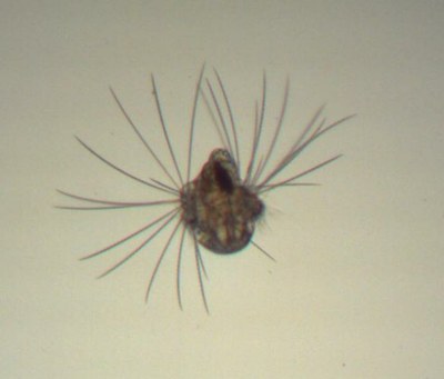 larve de ver polychète (zooplancton temporaire)
