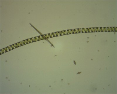 Spirogyre Spirogyre