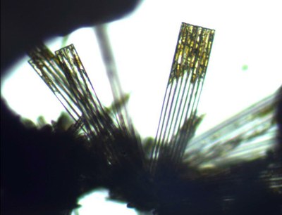 Synedra Synedra