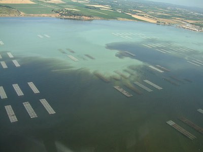 Malaïgue sur l'étang de Thau