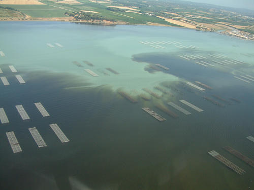 Malaïgue de 1997 sur les installations conchylicoles de la lagune de Thau : l’étendue de la zone anoxique correspond à la tache blanche qui est le résultat du métabolisme bactérien anaérobie - photographie H. Farrugio / Ifremer