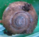 escargot 3