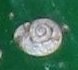 escargot2