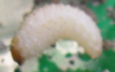 larve blanche