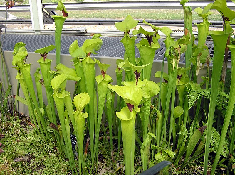 290pxKew.gardens.pitcher.plant.sarracenia.arp.jpg