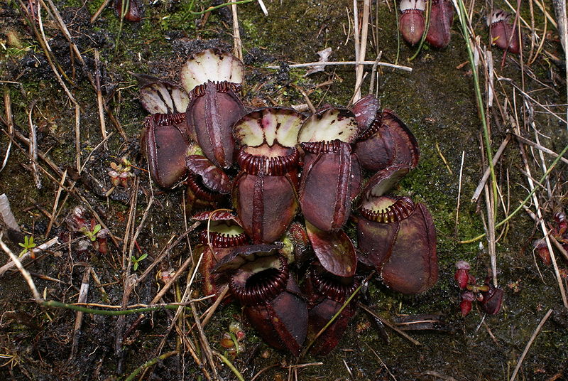 Cephalotus, plante carnivore surprenante - Les Dents de la Terre