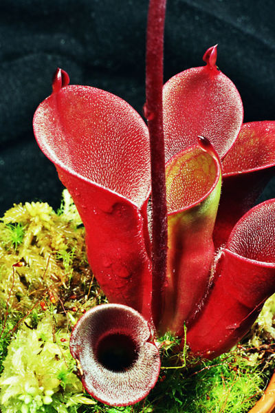 heliamphora.jpg