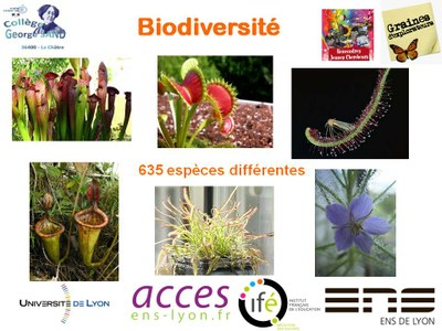 LES DIFFERENTES VARIETES DE PLANTES CARNIVORES 