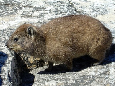 1024px Dassie4