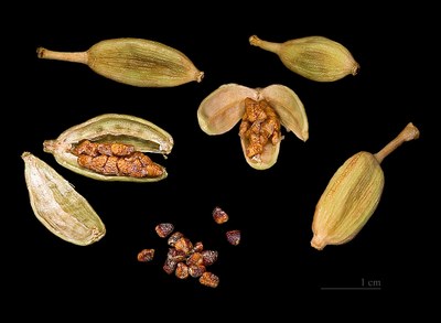 1024px Elettaria cardamomum Capsules and seeds 1024px Elettaria cardamomum Capsules and seeds