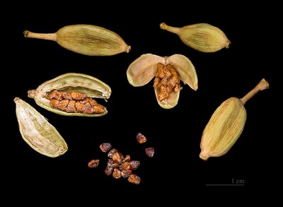 1024px Elettaria cardamomum Capsules and seeds