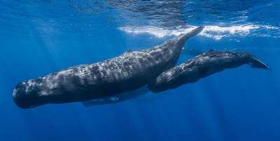 1280px Sperm whale pod