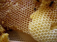 200px Honey comb