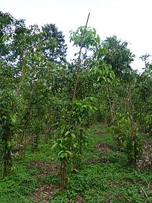 220px Sri Lanka Cinnamomum verum (2) 220px Sri Lanka Cinnamomum verum (2)