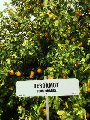 Bergamot Sour Orange (Tree) Waddell, Maricopa County, Arizona, USA January 2013 Bergamot Sour Orange (Tree) Waddell, Maricopa County, Arizona, USA January 2013