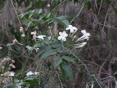 Jasminum polyanthum0 Jasminum polyanthum0