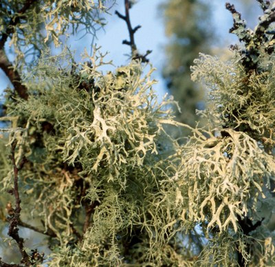 lichen Evernia