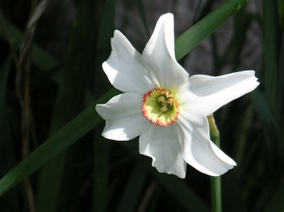 Narcissus poeticus