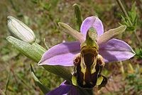 200px Ophrys apifera aurita