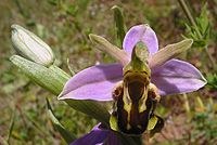 200px Ophrys apifera aurita 200px Ophrys apifera aurita