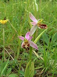 Ophrys