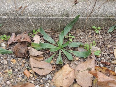 Plantain lancéolé