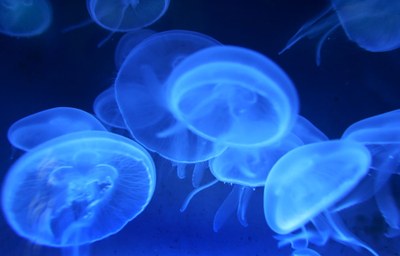 Des meduses