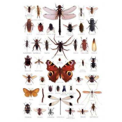 poster insectes