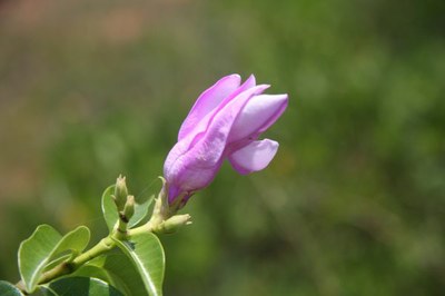 Fleur