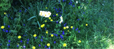 jardin