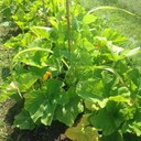 Cette technique agricole utilisée par nos ancêtres autochtones, permet de bien traiter du sujet du compagnonnage et de l'entraide entre les plantes.  Aussi, elle permet de gagner de l'espace au jardin.  La courge ou le melon, le haricot et le maïs sont 3 compagnons idéal puisque la première pousse au sol, le second pousse contre le maïs lui servant de tuteur.