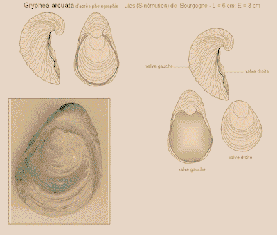 gryphea arcuata