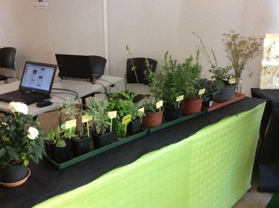 Le jardin médiéval à la fête de la science Le jardin médiéval à la fête de la science
