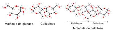 cellulose1a