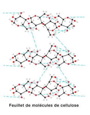 cellulose1b