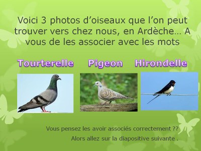 QuizzOiseaux4